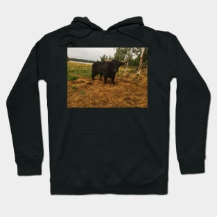 Scottish Highland Cattle Dark Black Bull With Big Horns 2096 Hoodie